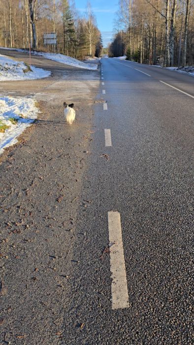 Se en lugn promenad med Jesko i det vackra vintervädret innan det är dags att byta hjul på bilen. Perfekt för att koppla av och njuta av naturen en stund.