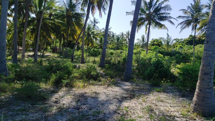 Upptäck en vacker strandtomt på 8645 m², endast 7 km från Dar es Salaam. Här ser du frodig grönska och stranden 60 meter från medelvattenståndet. Perfekt för ett avkopplande bygge vid havet.