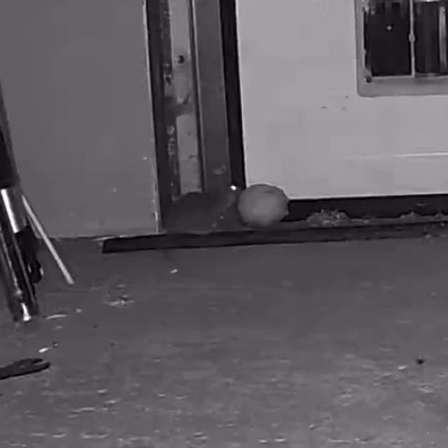 En inspelning från en kamera placerad vid en ingång där spår av gnagare hade upptäckts. Syftet var att bekräfta om det rörde sig om en råtta. Filmen visar resultatet av övervakningen.