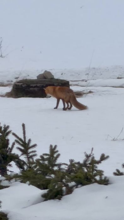 En räv nosar omkring i ett snötäckt landskap. Filmen uttrycker vikten av förberedelse och tålamod, precis som rävens sökande visar. Idealisk för dem som uppskattar natursköna vyer och seek inspiration i vardagen.