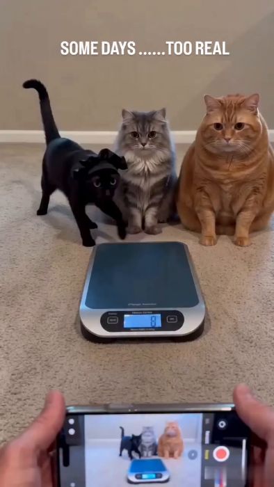 FatCat.mp4