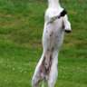 Hundtokig