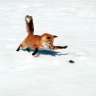 Anders Fox