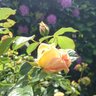 RobinV