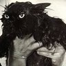 Krazycat