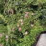 Salix Salix