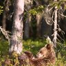 NyBorjarSnickaren