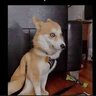 Ojojoj Ajajaj