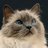 ZeRagdollCat