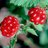 rubus arcticus