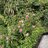 Salix Salix