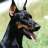 dobermann_brutal