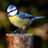 Nisse_2